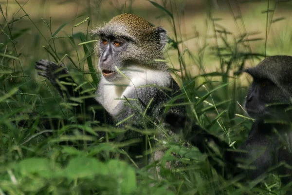 Macacos azuis na grama — Fotografia de Stock