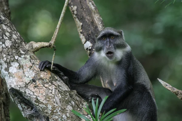 Singe bleu sur la branche de l'arbre — Photo