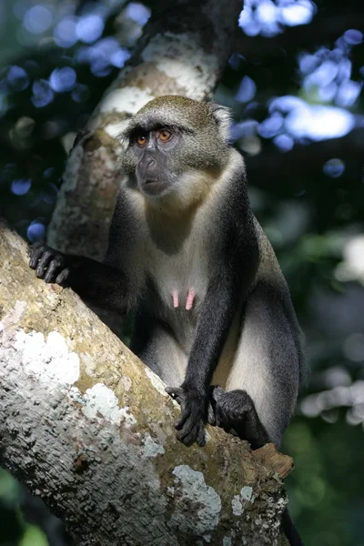 Blue monkey on tree branch — Stock Photo, Image