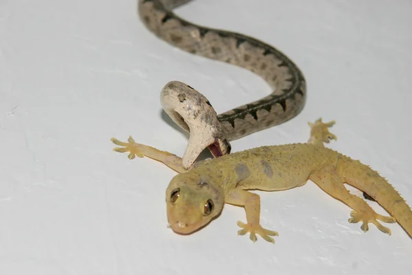Bark snake swallowing gecko — Stock Photo, Image