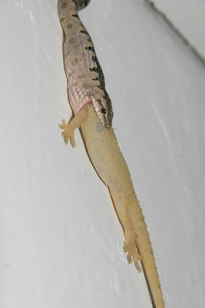Геккон глотающий колючую змею — стоковое фото