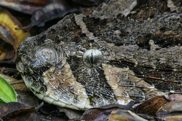 Snake skin pattern — Stock Photo, Image