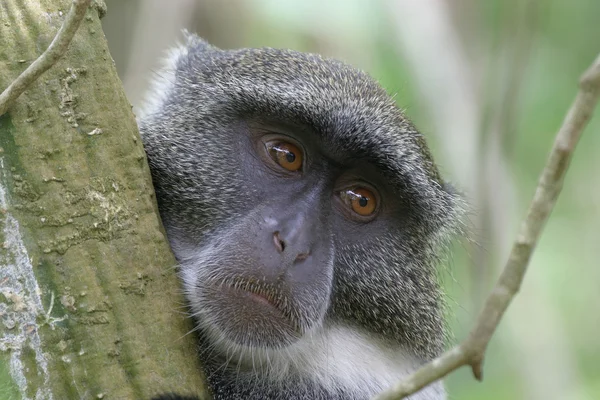Лицо обезьяны — стоковое фото