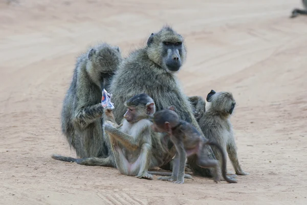 Babuinos hembras amarillas con descendencia —  Fotos de Stock