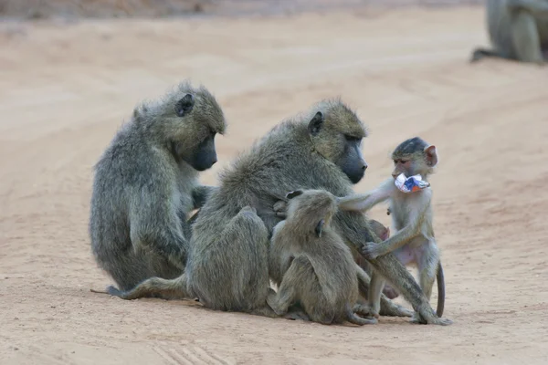 Kvinnliga gula babianer med avkomma — Stockfoto