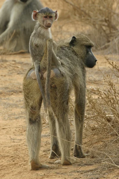 Baboon copil de echitatie pe mama — Fotografie, imagine de stoc