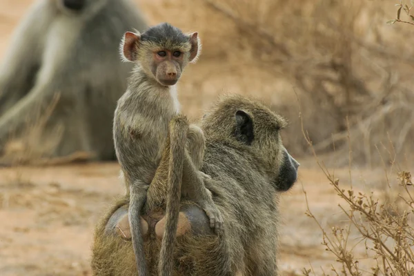 Baboon infant riding on mother — Stock Photo, Image