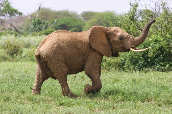 Afrikansk elefant — Stockfoto