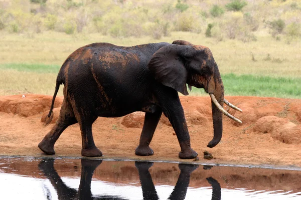 Ελέφαντας στο waterhole — Φωτογραφία Αρχείου