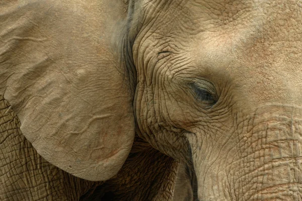 Elephant Portrait — Stock Photo, Image