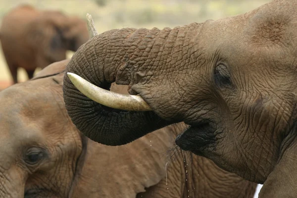 Afrikansk elefant — Stockfoto