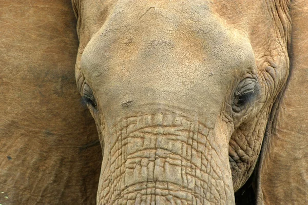 Elefant porträtt — Stockfoto