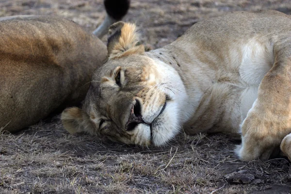 Leoa na savana africana — Fotografia de Stock