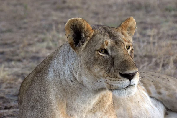 Leeuwin in de Afrikaanse savanne — Stockfoto