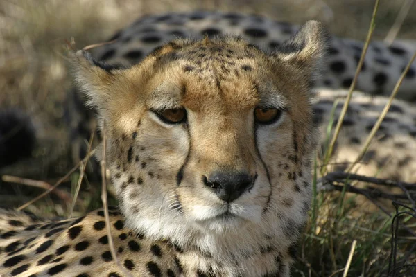 Geparden in afrikanischer Savanne — Stockfoto