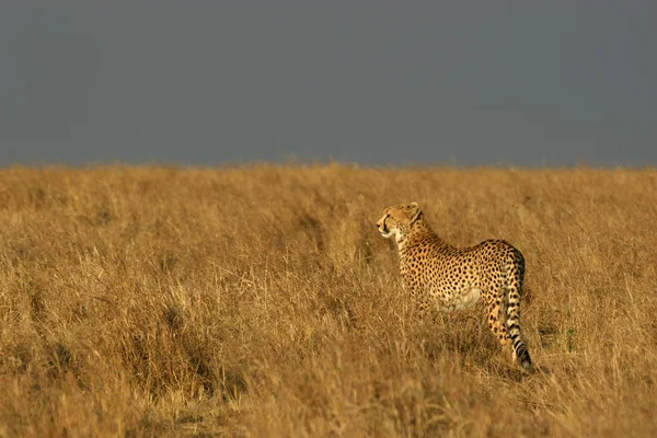 Гепард в естественной среде обитания — стоковое фото