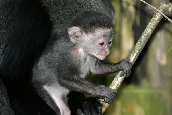 Bebé mono — Foto de Stock