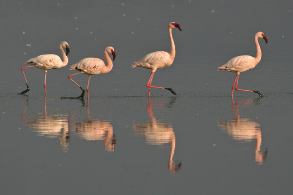 Lesser flamingos in Nakuru lake