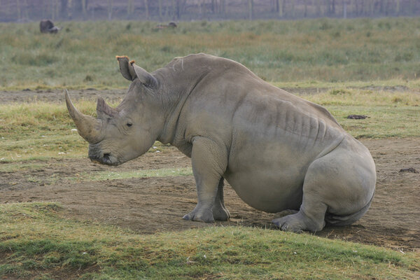White rhino