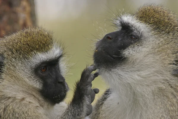 Dois macacos-vervet — Fotografia de Stock