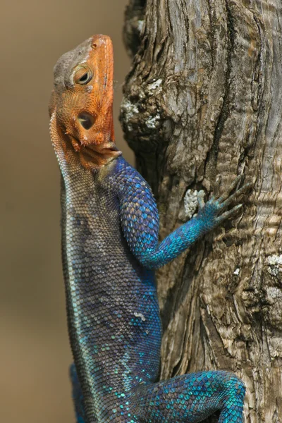 Agama climbs on a tree — Stock Photo, Image