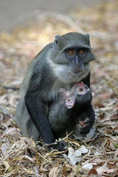 Mono madre e bebé —  Fotos de Stock