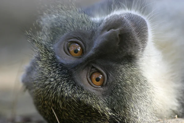 Monkey Face — Stock Photo, Image