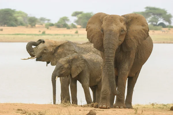 Слоны у воды — стоковое фото