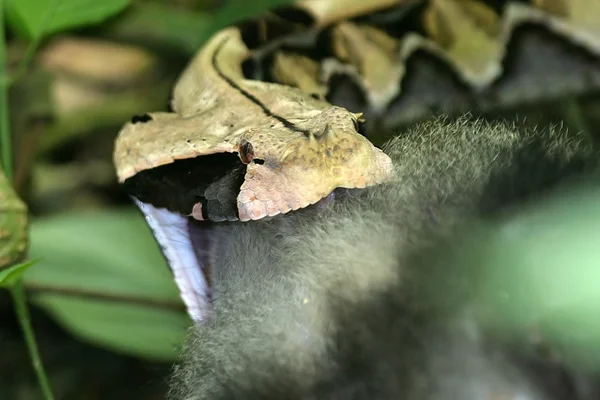 Gabon viper and prey — Stock Photo, Image