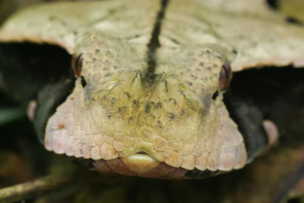 Gabon viper — Stock Photo, Image