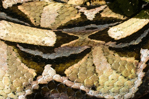 Gabon viper — Zdjęcie stockowe