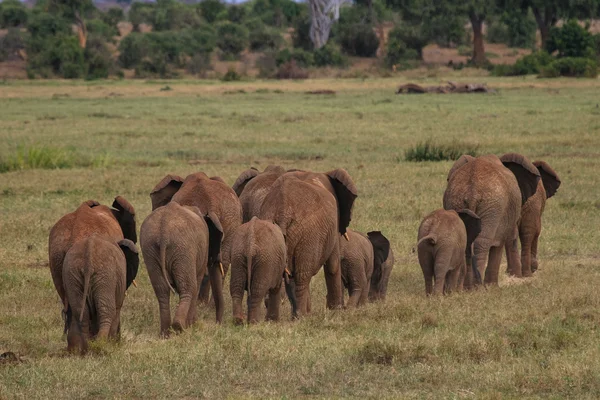 Afrikanska elefanter — Stockfoto