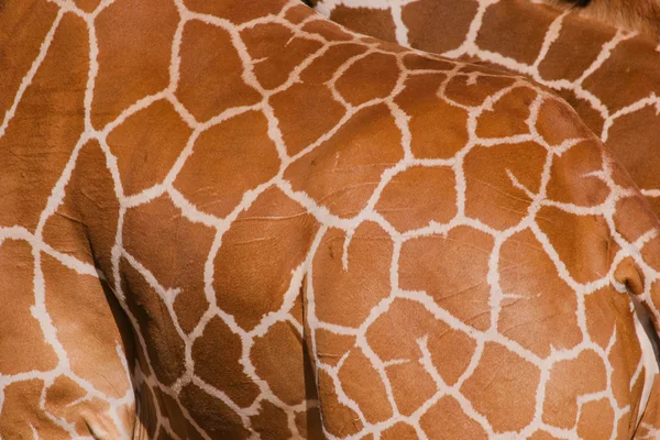 Texture della pelle della giraffa — Foto Stock
