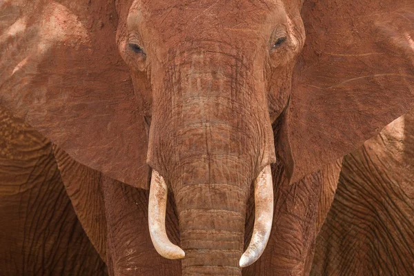Afrikai elefánt portré — Stock Fotó