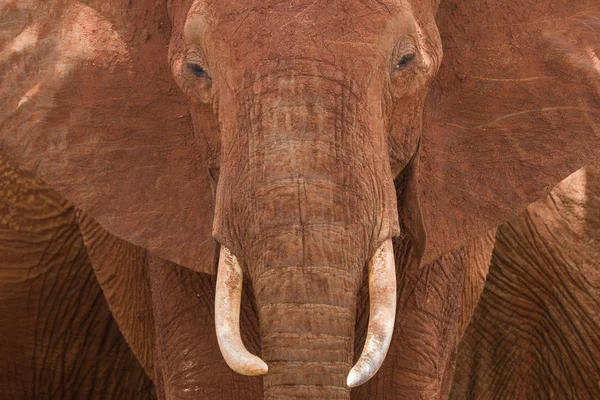 Retrato de elefante africano — Foto de Stock