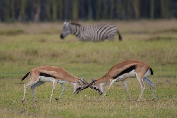 Thompson Gazelles harc — Stock Fotó