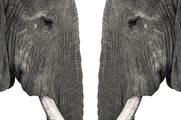 Elefante africano cabeza a cabeza —  Fotos de Stock