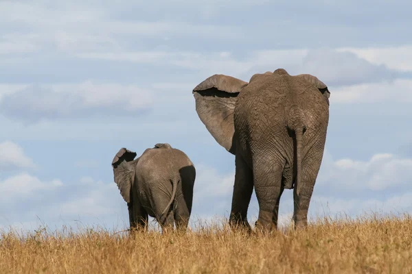Afrikai elefánt anya és borjú — Stock Fotó