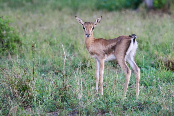 Pequena gazela — Fotografia de Stock