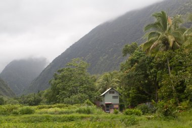 Inside Waipi'o valley on Hawaii clipart