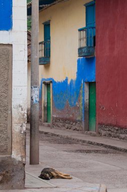 Calca sokaklarında yalnız köpek