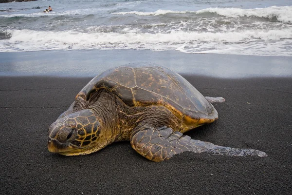 Sea turtle on beach — Stock Photo, Image