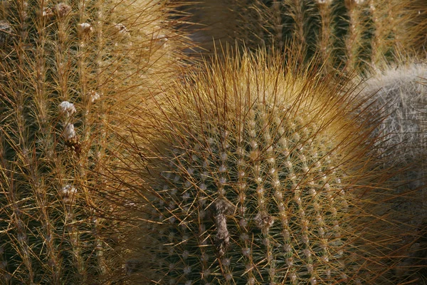 Cactus del desierto en los Andes bolivianos — Foto de Stock