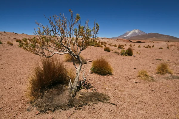 볼리비아 사막 식물 — 스톡 사진