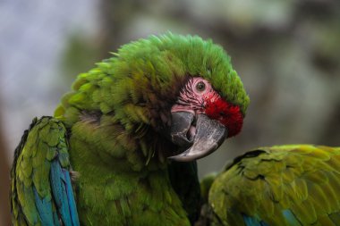 Renkli papağan kafa