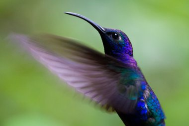 Male violet sabrewing in flight clipart