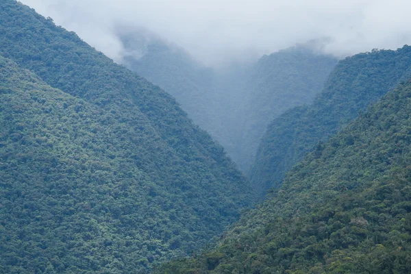 Rainforest w boliwijskich Andach — Zdjęcie stockowe