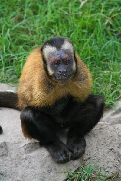 카푸 친 원숭이 돌에 앉아 — 스톡 사진