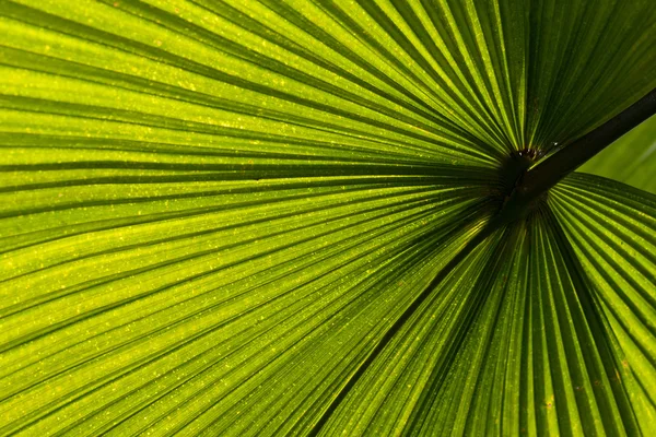 Folha de palma verde — Fotografia de Stock