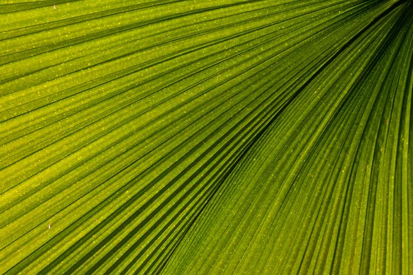 Gröna palmblad — Stockfoto